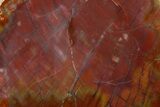 Polished Petrified Wood (Araucarioxylon) - Arizona #362237-1
